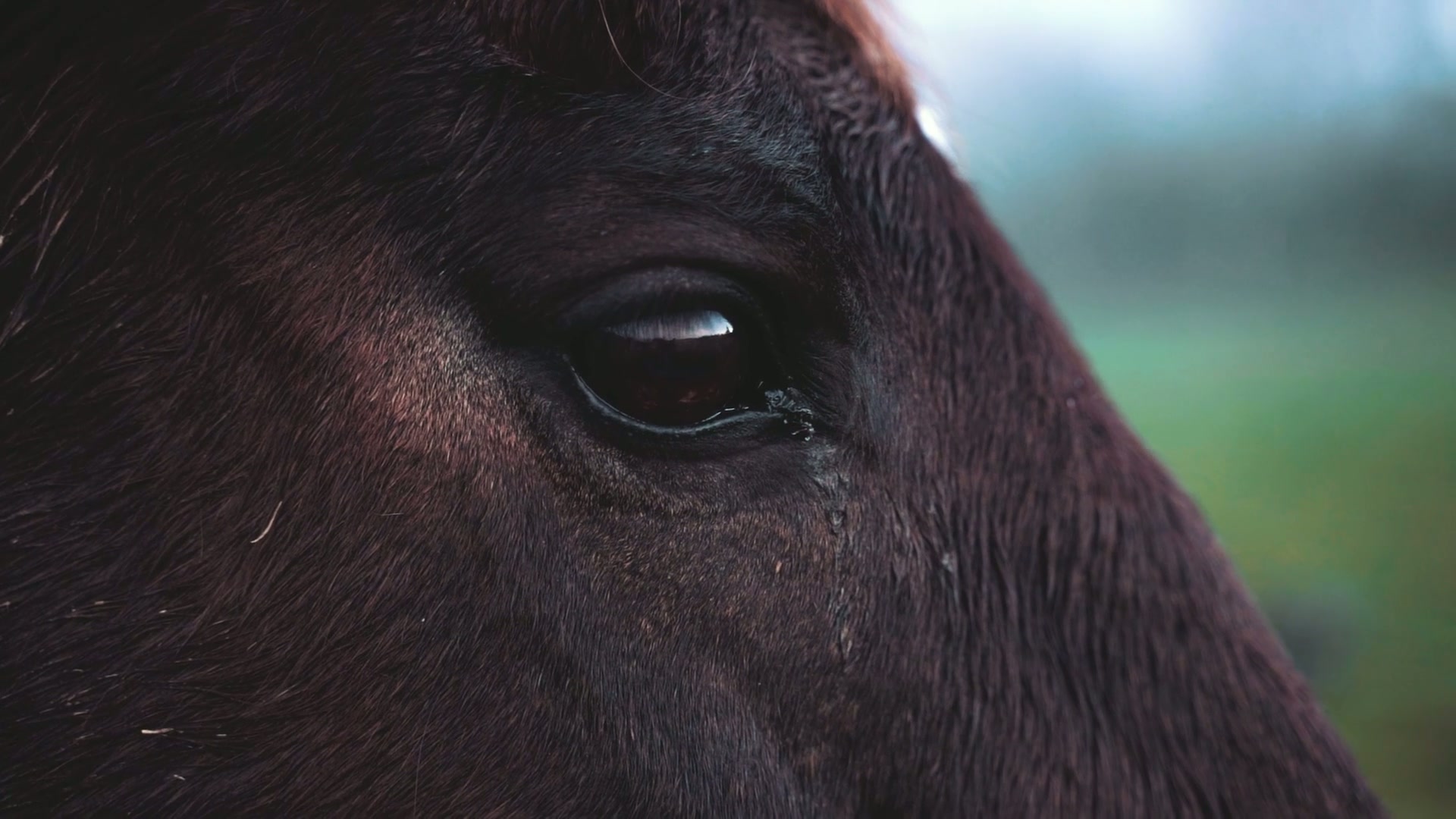 Primer plano del ojo de un caballo oscuro; vídeo real de stock