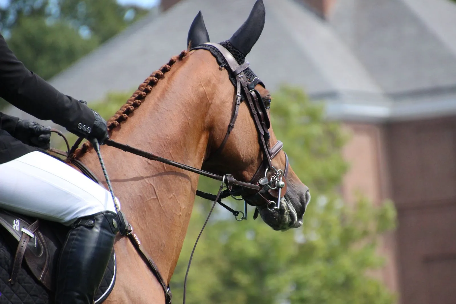 Detalle de un caballo con cabezada; fotografía real de stock