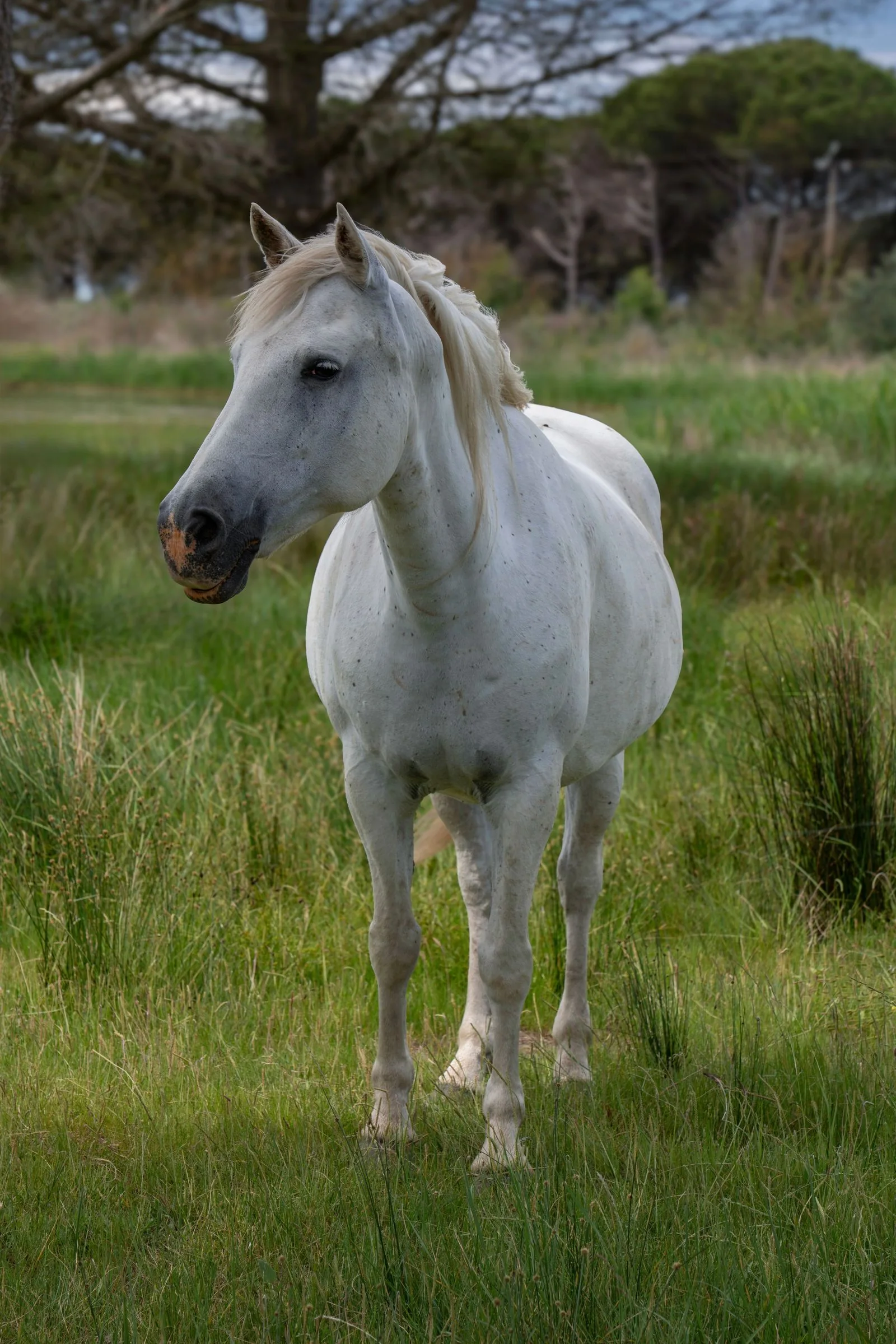 Caballo blanco en un prado con luz natural; fotografía real de stock