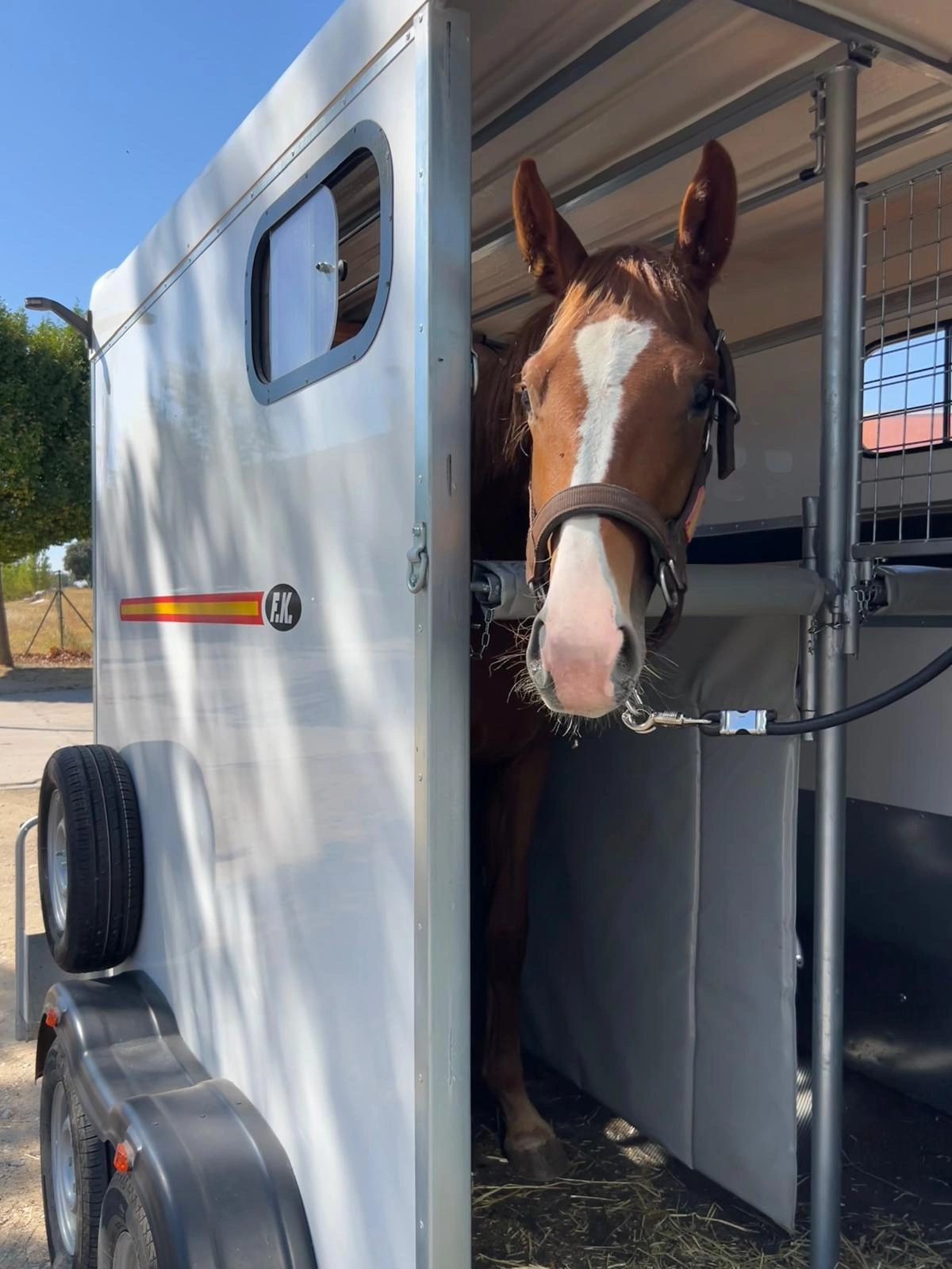 Caballo preparado para el traslado en un remolque equino