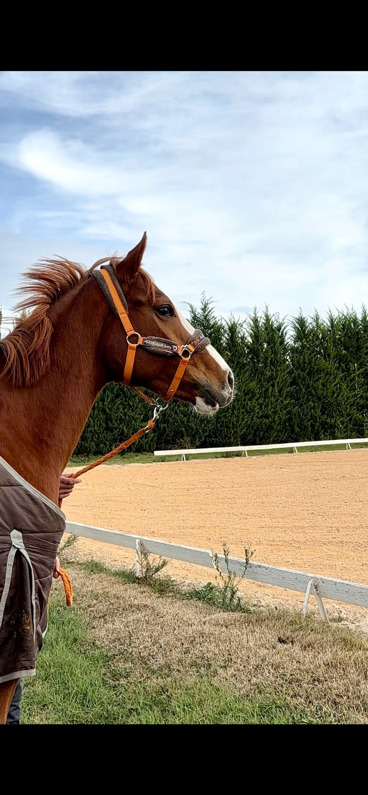 Caballo castaño junto a una pista ecuestre