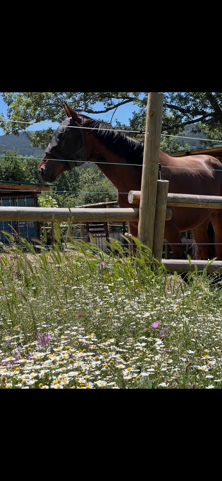 Caballo en un cercado rodeado de vegetación y flores