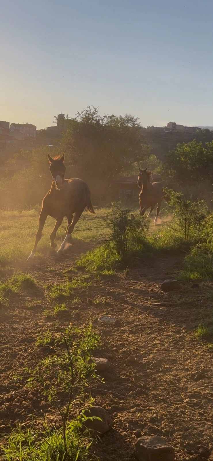 Dos caballos corriendo al atardecer